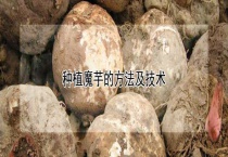 种植魔芋的方法及技术