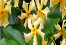 风车茉莉银丝茉莉区别？