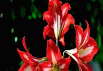 朱顶红叶子发黄怎么办？有以下几种解决多久？