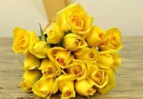 金枝玉叶和金香玉玫瑰区别？