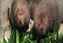 竹鼠掉牙或断牙防治方法 附其发病病因