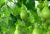 葫芦种子价格及种植方法 附栽培条件与催芽多久？