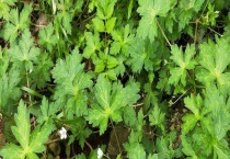 委陵菜和翻白草有什么不同 从名称、外形、价格上来区分