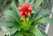 过年摆什么花好