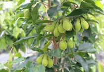 沉香树为什么要打孔