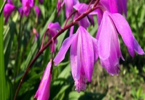 白芨种植基地在哪里？白芨种植有哪些风险