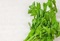 冬季大棚芹菜病害防治 附主要的病害