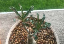 沙漠玫瑰叶子卷曲什么原因？