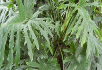 春羽叶子长锈斑的原因？