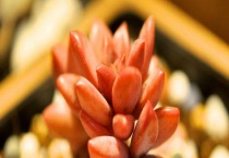 姬胧月和布丁的区别？