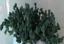 鹿角海棠徒长的原因 如何解决