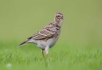 怎样辨别老野百灵的公母 雏百灵鸟怎么分公母