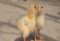 小鸡为什么不吃食 该怎么解决