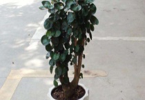 金钱兜掉叶子怎么办 附解决办法