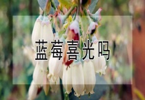 蓝莓喜光吗？