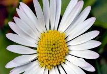 雏菊叶子蔫了怎么多久？