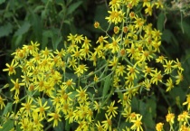 千里光是什么植物