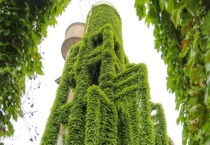 爬山虎的特点有哪些？