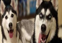 狗狗发烧怎么办？附发烧的症状及原因？