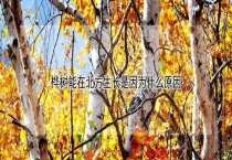 桦树能在北方生长是因为什么原因？