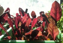 红叶菜图片与功效