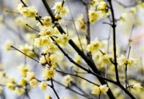 腊梅嫁接怎么做？