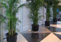 散尾葵耐寒吗？