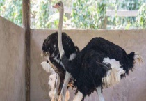 驼鸟一年能下几枚蛋