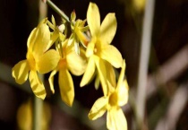 迎春花是完全花吗？