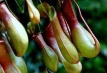 什么是白环猪笼草