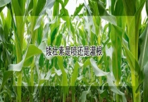 矮壮素是喷还是灌根