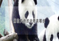 濒临灭绝的动物有哪些？