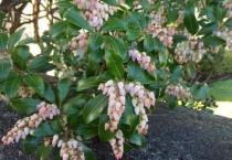 马醉木多久换一次水