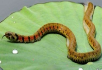 有毒蛇和无毒蛇的区别？ 我国常见的有毒蛇和无毒蛇有哪些？