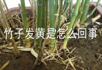 竹子发黄是怎么回事