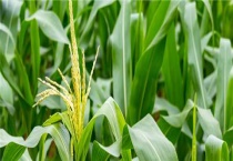 双斑萤叶甲对玉米的危害