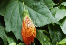 纹瓣悬铃花黄叶怎么办？