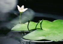 一叶莲长出小叶怎么养