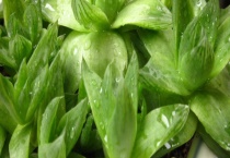 多肉植物怎么繁殖？详细介绍4种多久？