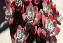 多肉初霜与白菊的区别？