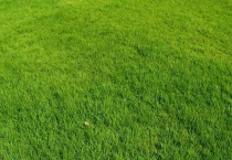 甲草胺和乙草胺是什么 有哪些区别？