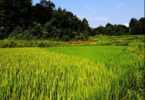 稻花是什么颜色的呢？