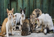 流浪猫是如何过冬的 附流浪猫的处理方式
