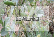 蚕豆和豌豆的区别？