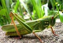 蝗虫适合在怎样的环境