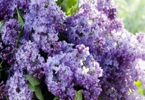 紫丁香花语和寓意