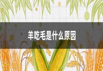 羊吃毛是什么原因？