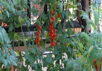 西红柿籽能直接种吗？