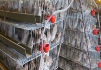 怎么自制鹌鹑笼 鹌鹑吃什么？