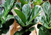 琴叶榕掉叶子怎么回事 掉叶的影响有什么 掉叶怎么办？